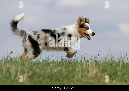 Australia Shepherd, 3 months, running over meadow, Germany Stock Photo