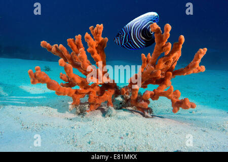 Emperor Angelfish (Pomacanthus imperator), juvenile, and a red fire sponge Stock Photo