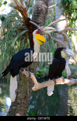 Wreathed hornbill (Aceros undulatus), pair, male in front, female behind, Bali, Indonesia Stock Photo