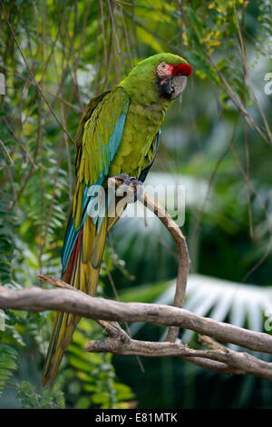 Great green macaw (Ara ambiguus), Bali, Indonesia Stock Photo
