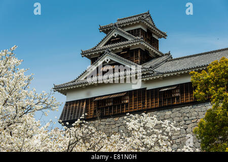 Cherry trees at Kumamoto Castle, Kumamoto, Kumamoto Prefecture, Japan Stock Photo