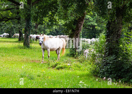 Lipizzaner horses in the meadow of Slovenia Stock Photo
