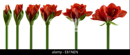 Amaryllis, flowers in various stages of growth, from the bud opening to flowering Stock Photo