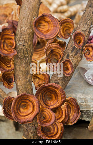 Reishi Mushrooms (Ganoderma lucidum), also mushroom of immortality, Chiang Rai province, Thailand Stock Photo