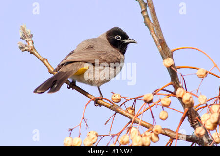 White-spectacled Bulbul or Yellow-vented Bulbul (Pycnonotus xanthopygos) on a branch, Antalya, Turkey Stock Photo