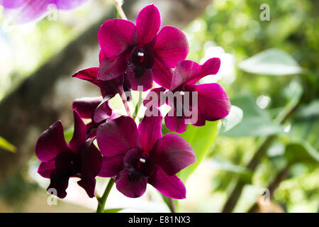 Dendrobium Orchid flower