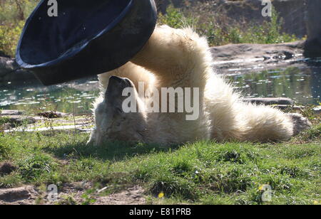 Polar bear (Ursus maritimus)  juggling with a black plastic tub over his head, while lying on his backside (multiple images) Stock Photo