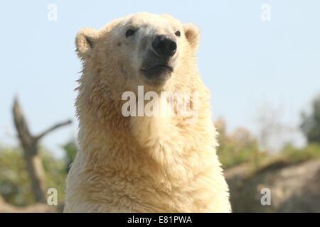 Male Polar bear (Ursus maritimus)  close-up of head and body set against a blue sky Stock Photo