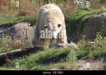 Inquisitive Polar bear (Ursus maritimus)  in a natural setting in summer Stock Photo