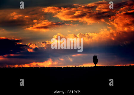 One lonely tree silhouette on dramatic sunset sky background, amazing orange cloudscape, majestic sky panorama Stock Photo