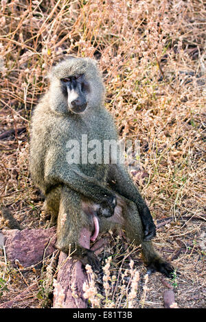 Close-up portrait of a male Olive baboon (Papio anubis). Photographed in Kenya Stock Photo