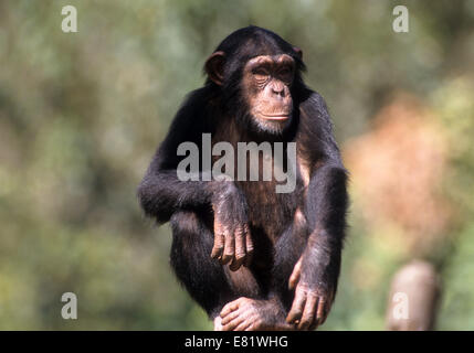 closeup portrait of a Chimpanzee (Pan troglodytes) in captivity in a zoo Stock Photo