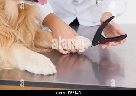 How To Deal With Overgrown Dog Nails - Instagram