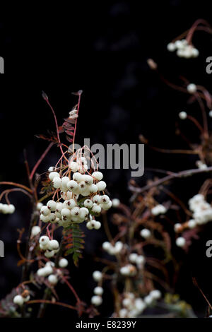 Sorbus koehneana berries. White fruited Chinese Rowan. Koehne mountain ash berry against a dark background Stock Photo