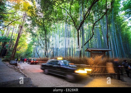 Kyoto, Japan - Nov 29, 2013: Kyoto, Japan - green bamboo grove in Arashiyama Stock Photo