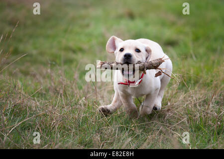 Running Labrador retriever puppy fetching wood and playing outdoor Stock Photo