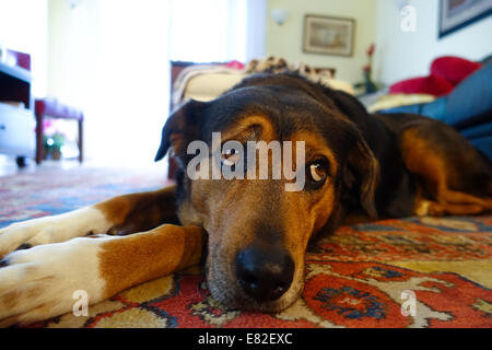 Sad dog laying on the floor in a home with expressive eyes Stock Photo