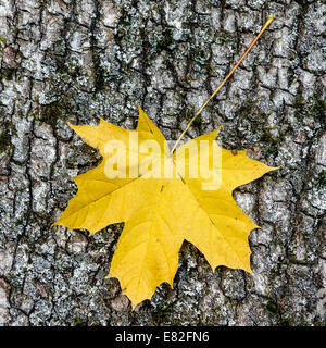 Yellow maple leaf on wooden background Stock Photo