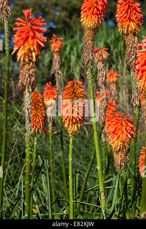 Kniphofia uvaria Nobilis Stock Photo - Alamy