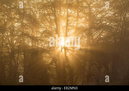 Sunlight filtered through trees. Stock Photo