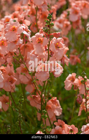 Diascia barberae 'Blackthorn Apricot' Stock Photo