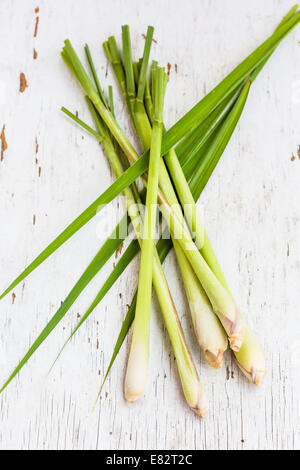 Lemongrass stalks (Cymbopogon sp. ). Stock Photo