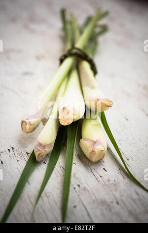 Lemongrass stalks (Cymbopogon sp. ). Stock Photo