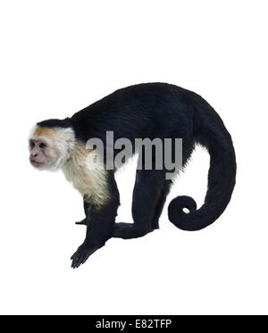 White Throated Capuchin Monkey Isolated  On White Background Stock Photo