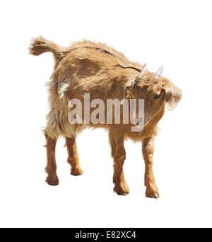 Young Red Goat Isolated On White Background Stock Photo