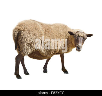 Farm Animals - Sheep isolated on white background Stock Photo - Alamy