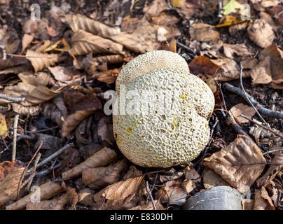 Puffball on autumn dry leaves in forest. Stock Photo