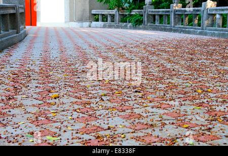 Fallen leaves and seeds on paving stone in school Stock Photo