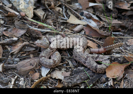 A Banded Rock Rattlesnake (Crotalus lepidus klauberi) in leaf litter in the Chiricahua Mountains, Cochise County, Arizona. Stock Photo
