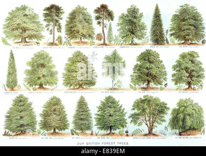 Lithograph Our British Forest trees circa 1885 Stock Photo