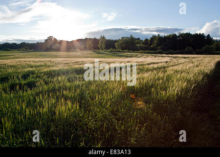 Rape field scenery. Summer time. Backgrounds concept Stock Photo - Alamy