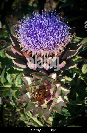 Artichoke flower, cynara cardunculus, purple blossom in September. Stock Photo