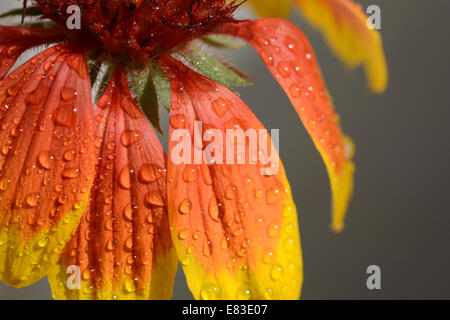 very beautiful bright orange flower in macro Stock Photo