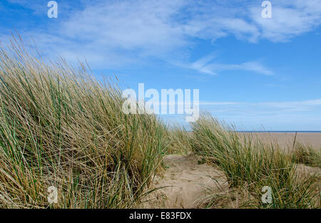 Sand Dune with Marram Grass against a beautiful blue sky. Stock Photo