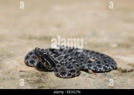 Dusky pygmy rattlesnake (Sistrurus miliarius barbouri) on a clay road Stock Photo