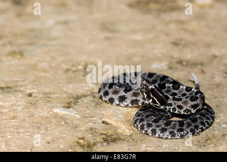 Dusky pygmy rattlesnake (Sistrurus miliarius barbouri) on clay Stock Photo