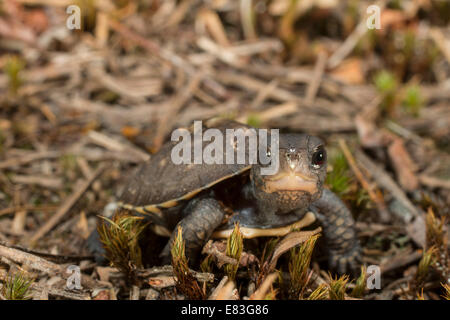 Eastern Box Turtle Hatchling Stock Photo - Alamy