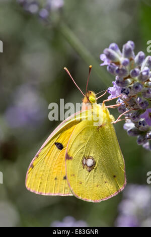 A Clouded Yellow butterfly (Colias crocea) nectaring in early morning sun on lavender near Najac in the Aveyron Stock Photo