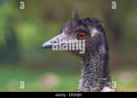 Emu Portrait, Dromaius novaehollandiae Stock Photo