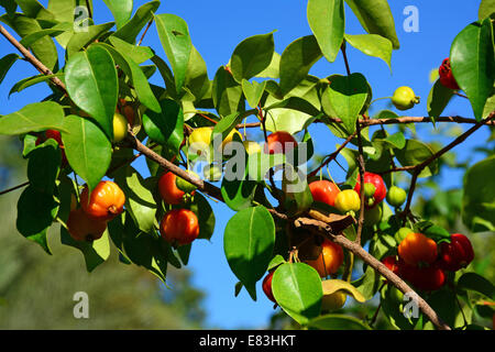 pitanga tropical fruit on tree Stock Photo