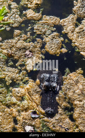 Alligator at Overlook at Blue Hole pond on Big Pine Key in the Florida Keys Stock Photo