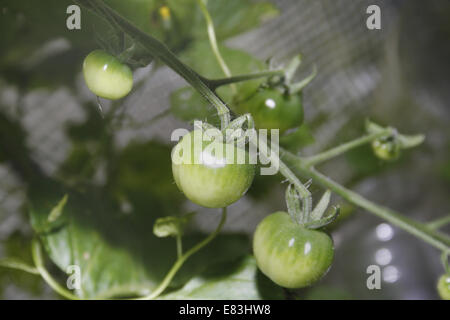 cherry tomato plants 'Cerise' growing in polytunnel greenhouse Solanum lycopersicum Stock Photo