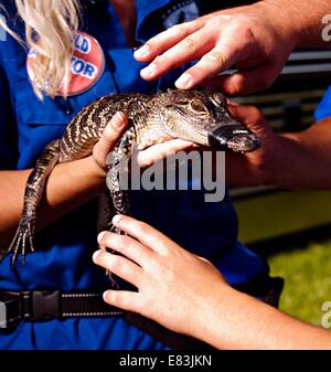 Mar. 02, 2009 - Gainesville, FL, USA - Gator fans pet a live alligator along University Ave before the Tenn v UF game Oct 19, 2009. © Bob Croslin/ bob@bobcroslin.com.727.580.2560 (Credit Image: © St. Petersburg Times/ZUMA Wire) Stock Photo