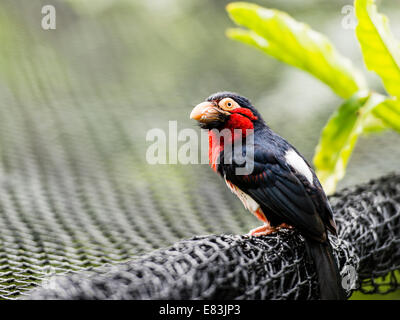 The bearded barbet is an African barbet and are a group of near passerine birds with a worldwide tropical distribution. Stock Photo