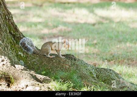 American red squirrel (Tamiasciurus hudsonicus) with acorn in mouth - USA Stock Photo