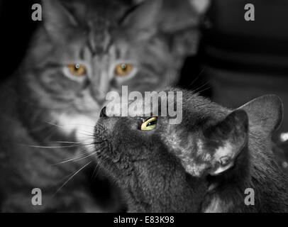 Black and white photo of two cats. Stock Photo